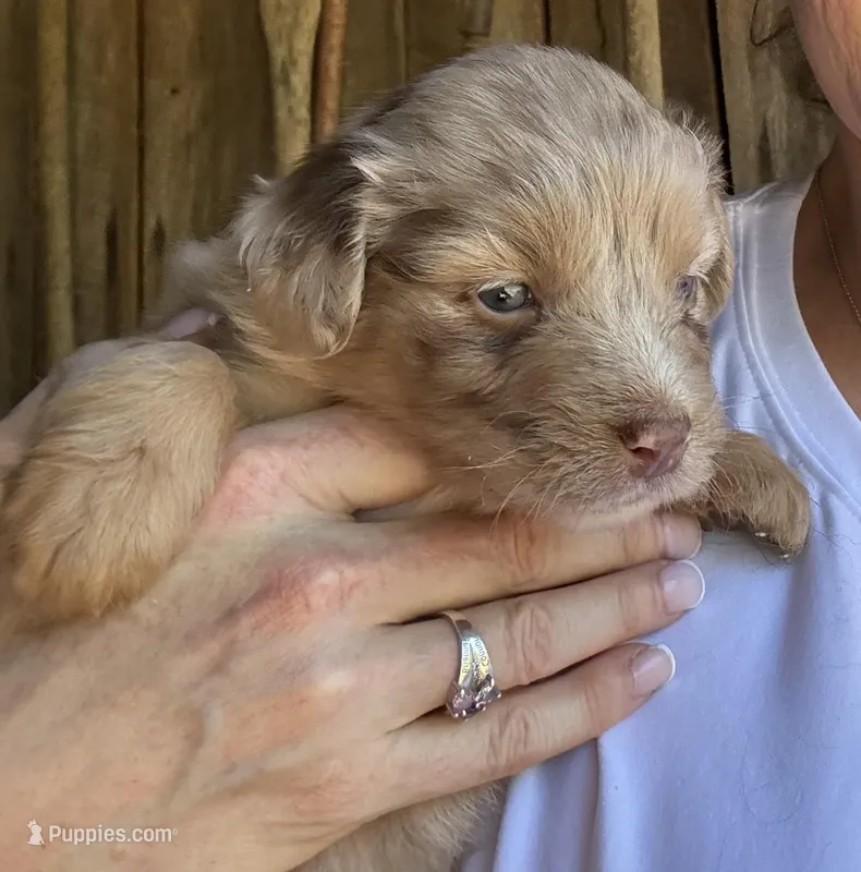 DeeDee  – Australian Shepherd puppy on hold in Pulaski, TN