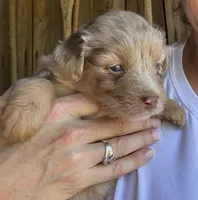DeeDee , a female Australian Shepherd for sale in Pulaski, TN – 1 of 1