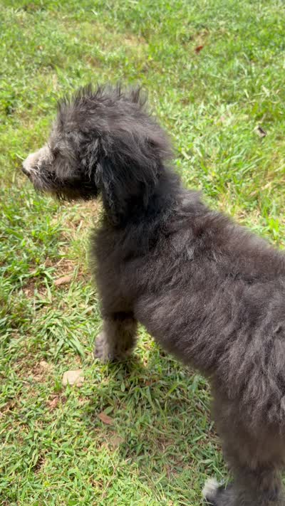 Winston, a male Poodle - Standard  for sale in Pulaski, TN – 6 of 6