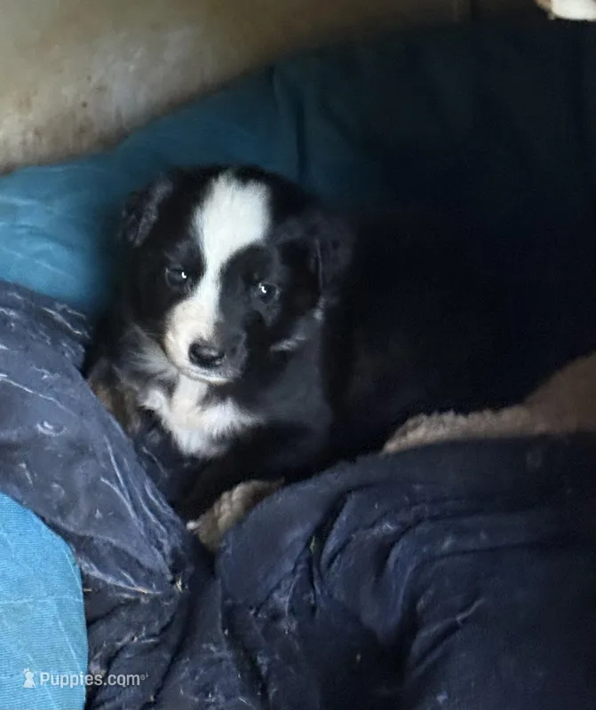 Dan – Australian Shepherd puppy for sale in Pulaski, TN