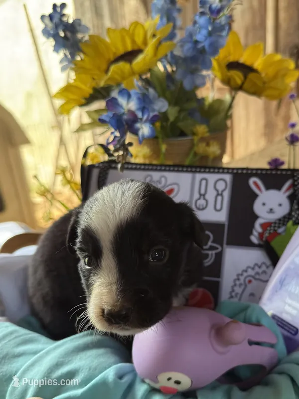 Dan – Australian Shepherd puppy for sale in Pulaski, TN