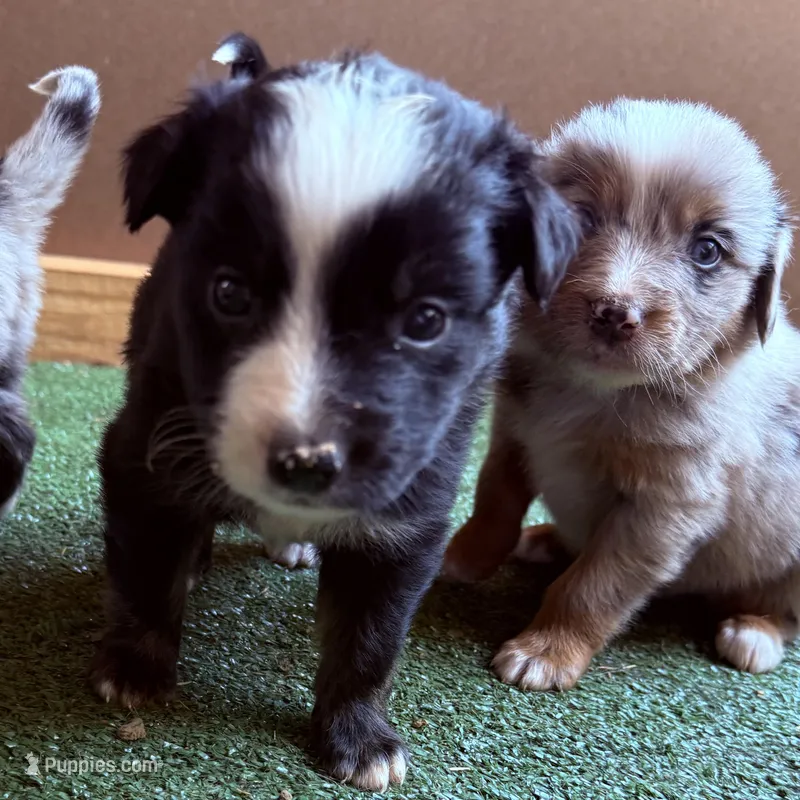 Dan – Australian Shepherd puppy for sale in Pulaski, TN