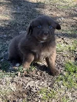 Mell, a male Australian Shepherd for sale in Pulaski, TN – Photo 1 of 2
