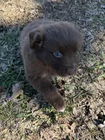 Mell, a male Australian Shepherd for sale in Pulaski, TN – Photo 2 of 2