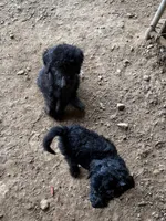 Phil, a male Poodle - Standard  for sale in Pulaski, TN – Photo 1 of 2
