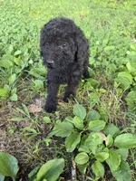 Phil, a male Poodle - Standard  for sale in Pulaski, TN – Photo 2 of 2