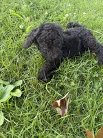 Merada, a female Poodle - Standard  for sale in Pulaski, TN – Photo 2 of 2