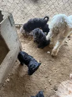 Merada, a female Poodle - Standard  for sale in Pulaski, TN – Photo 1 of 2