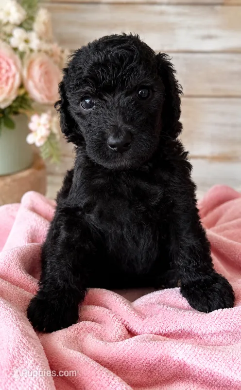 Willow – Poodle - Standard  puppy for sale in Pulaski, TN