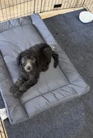 Stella, a female Poodle - Standard  for sale in Pulaski, TN – 4 of 7