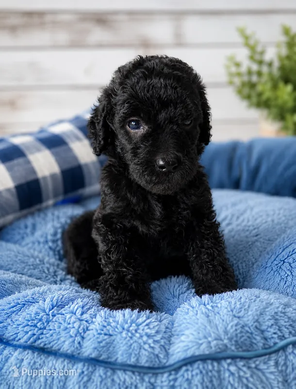 Bear – Poodle - Standard  puppy for sale in Pulaski, TN