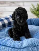 Bear, a male Poodle - Standard  for sale in Pulaski, TN – 1 of 1