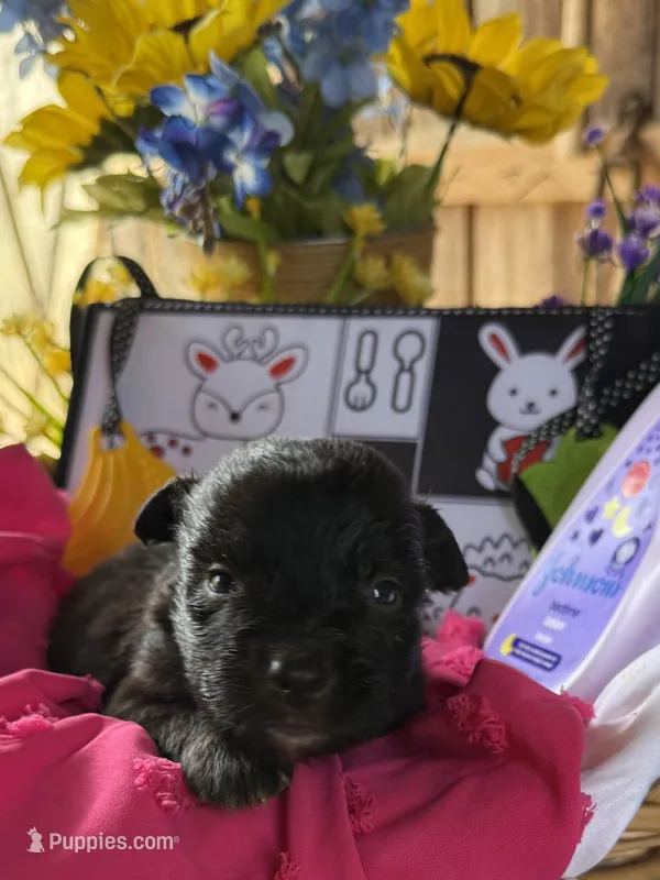 Bree – Australian Shepherd puppy for sale in Pulaski, TN