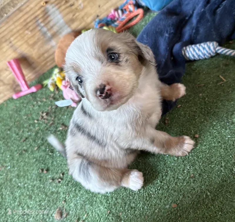 Ellie – Australian Shepherd puppy for sale in Pulaski, TN