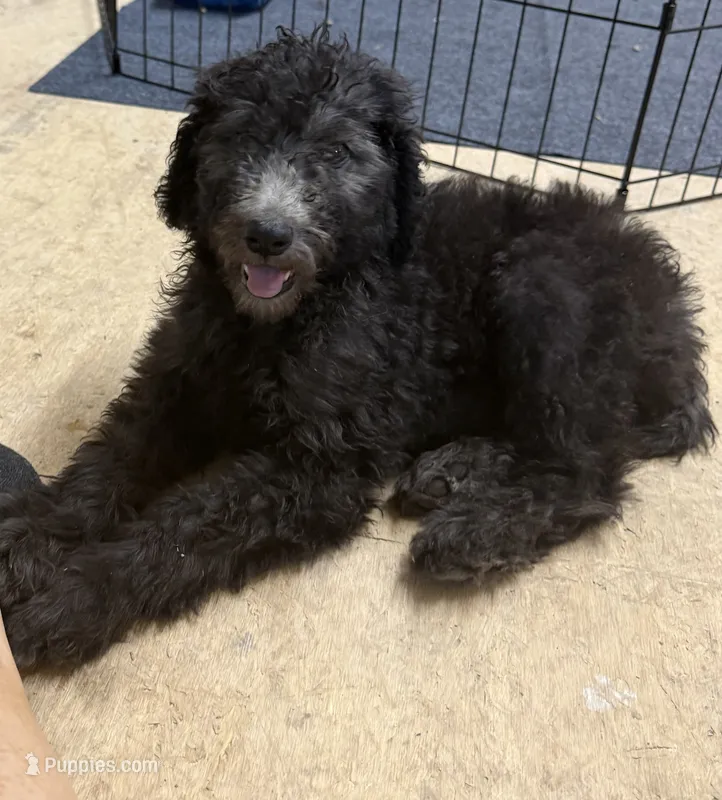 Stella – Poodle - Standard  puppy for sale in Pulaski, TN