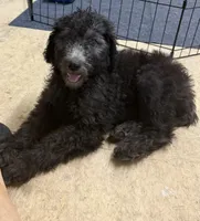 Stella, a female Poodle - Standard  for sale in Pulaski, TN – 1 of 7