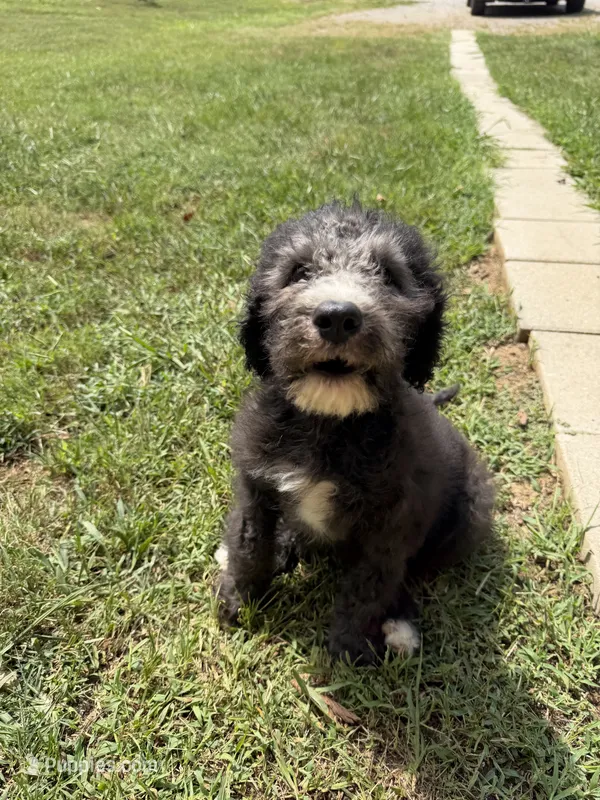 Winston – Poodle - Standard  puppy for sale in Pulaski, TN