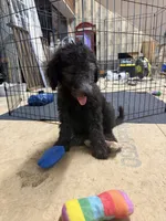 Stella, a female Poodle - Standard  for sale in Pulaski, TN – 6 of 7