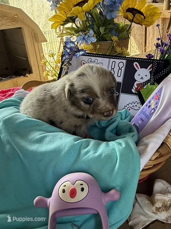 Hank – Australian Shepherd puppy for sale in Pulaski, TN