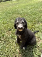 Winston, a male Poodle - Standard  for sale in Pulaski, TN – 5 of 6