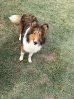 Petey, a male Shetland Sheepdog for sale in Arlington, TN – Photo 2 of 5