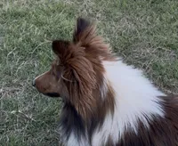 Petey, a male Shetland Sheepdog for sale in Arlington, TN – 6 of 7