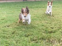 Petey, a male Shetland Sheepdog for sale in Arlington, TN – Photo 5 of 5