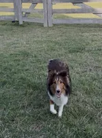 Petey, a male Shetland Sheepdog for sale in Arlington, TN – 7 of 7