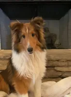 Petey, a male Shetland Sheepdog for sale in Arlington, TN – Photo 3 of 5