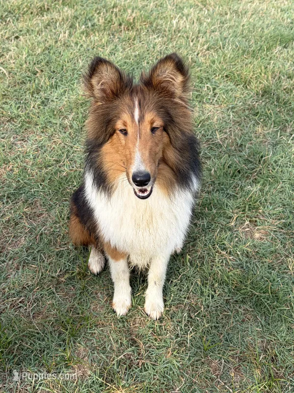 Petey – Shetland Sheepdog puppy for sale in Arlington, TN