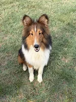 Petey, a male Shetland Sheepdog for sale in Arlington, TN – Photo 1 of 5
