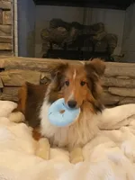 Petey, a male Shetland Sheepdog for sale in Arlington, TN – Photo 4 of 5