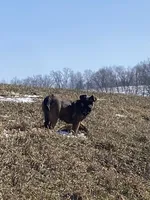 Diesel, a male French Bulldog and Golden Retriever for sale in Newcomerstown, OH – Photo 4 of 5