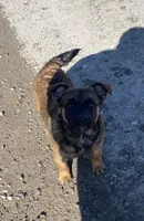 Diesel, a male French Bulldog and Golden Retriever for sale in Newcomerstown, OH – Photo 2 of 5