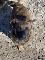 Diesel, a male French Bulldog and Golden Retriever for sale in Newcomerstown, OH – Photo 3 of 5
