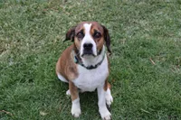 Diesel, a male French Bulldog and Golden Retriever for sale in Newcomerstown, OH – Photo 5 of 5