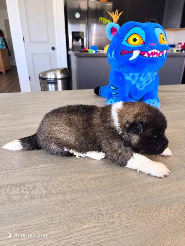 Eddie – Akita puppy for sale in Hayden, ID