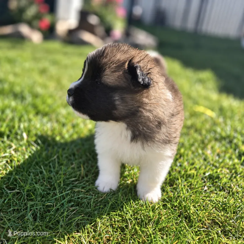 Nala – Akita puppy for sale in Hayden, ID