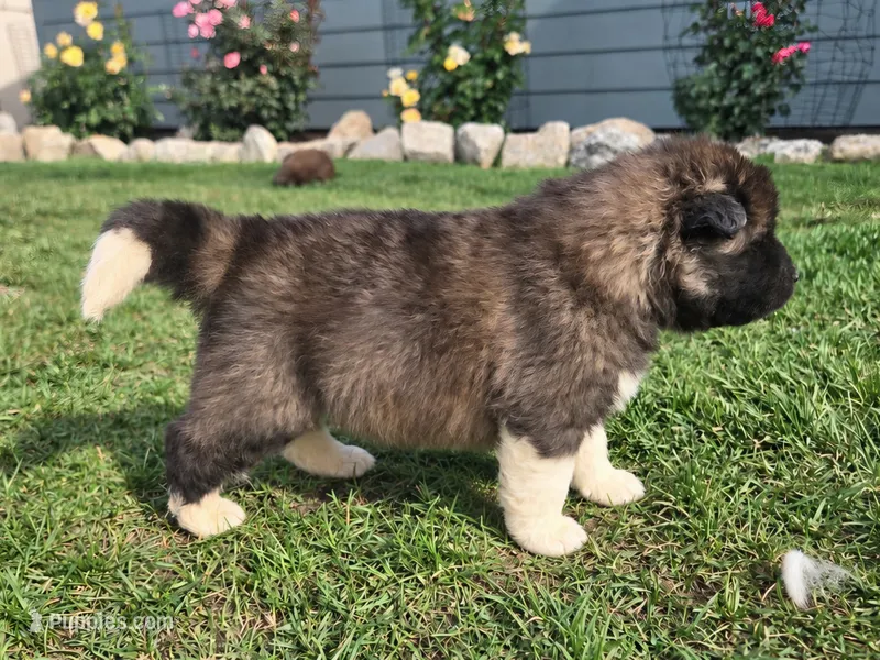 Henry – Akita puppy for sale in Hayden, ID