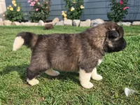 Henry, a male Akita for sale in Hayden, ID – 1 of 4