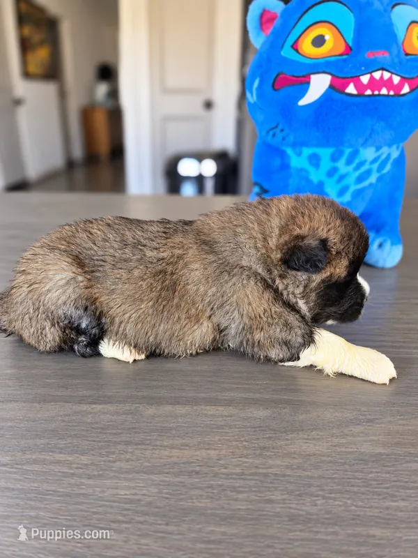 Oliver – Akita puppy for sale in Hayden, ID