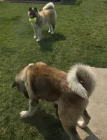 Henry, a male Akita for sale in Hayden, ID – 4 of 4