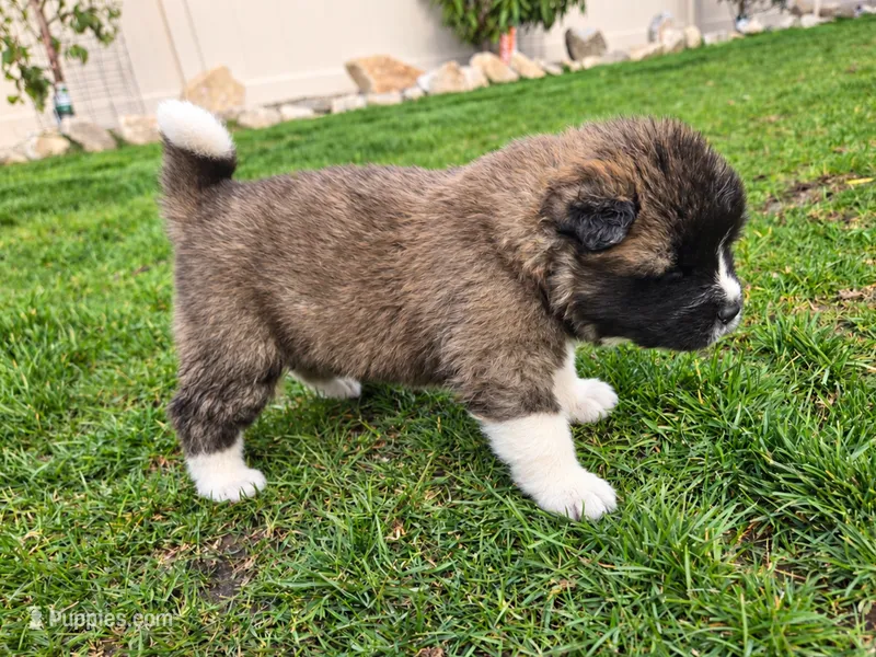 Oliver – Akita puppy for sale in Hayden, ID