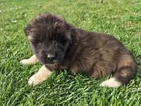 Henry, a male Akita for sale in Hayden, ID – 2 of 4