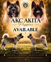 Oliver, a male Akita for sale in Hayden, ID – 3 of 3