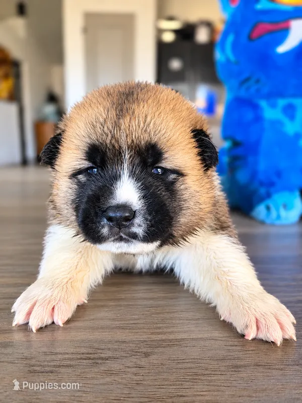 Xander – Akita puppy for sale in Hayden, ID