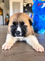 Xander, a male Akita for sale in Hayden, ID – 1 of 3