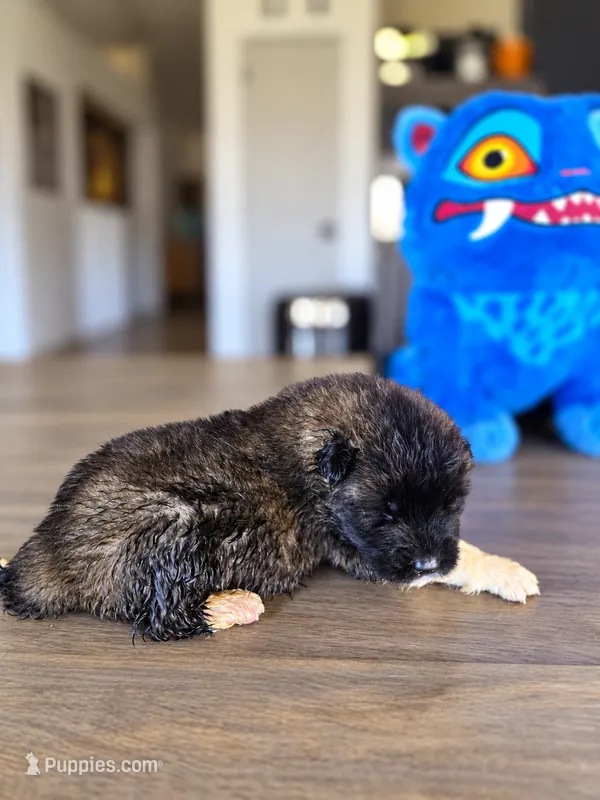 Henry – Akita puppy for sale in Hayden, ID