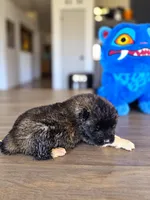 Henry, a male Akita for sale in Hayden, ID – 1 of 3