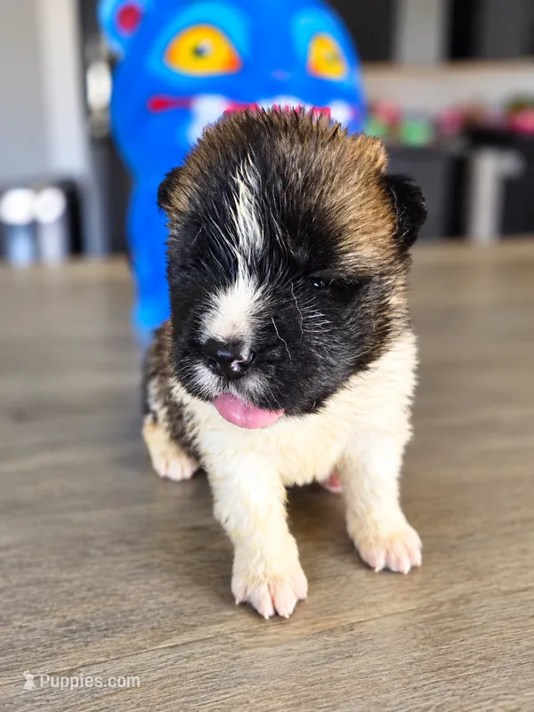 Nala – Akita puppy for sale in Hayden, ID